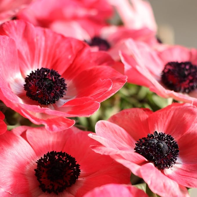 Easy to Grow Anemone Italian Mistral Plus Rosa Shocking 10 Plant Bulbs - Rose Pink Flowers in Spring, Full Sun Outdoor Zones 8-10