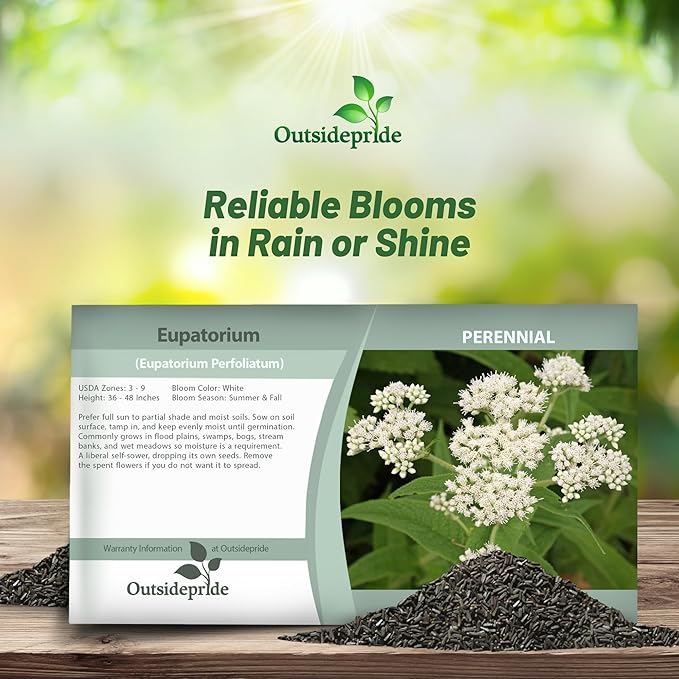 Outsidepride 5000 Seeds Perennial Eupatorium Boneset Flower Seeds for Planting