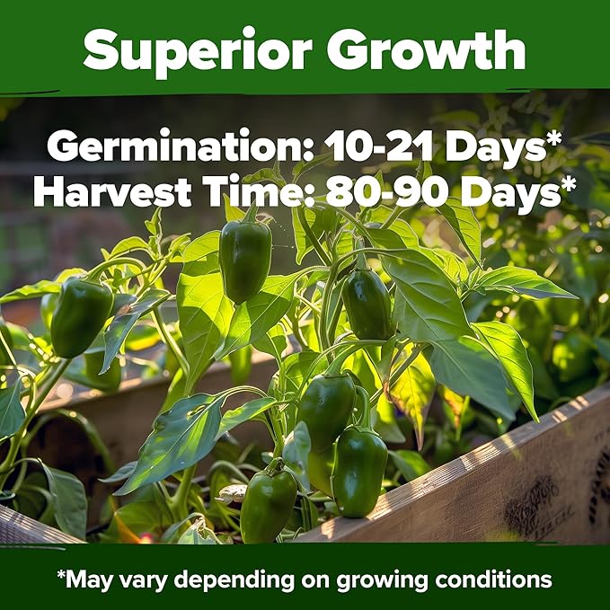 HOME GROWN Jalapeno Pepper Seeds – 129 Heirloom Seeds (Capsicum annuum) – High Germination, Easy to Grow, Early Harvest Hot Peppers