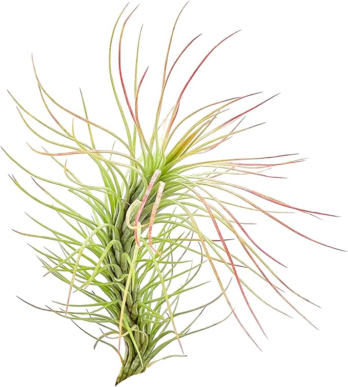 ragnaroc Air Plants - Tillandsia Funckiana, Large 5" - 5ct - Live Arrival Guaranteed - House Plants for Home Decor & Gift