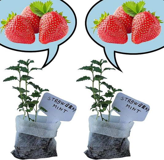 Strawberry Mint Plants. Live, Fragrant, Fresh, Edible. Easy Grow. Indoor/Outdoor. (2 Mint Bags)