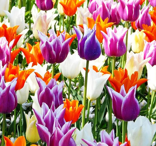 Tulips Lily Flowering Mixture Tulip Pink Red White Yellow Plant Bulbs Spring Flowering Gardens Size 12+ (100, Lily Flowering Mixture)