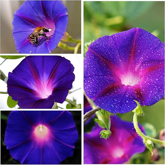 Seed Needs, Grandpa OTT Morning Glory Seeds - 100 Heirloom Seeds for Planting Ipomea purpurea - Annual Blue/Violet Blooms, Flowering Vine for a Natural Privacy Fence (1 Pack)