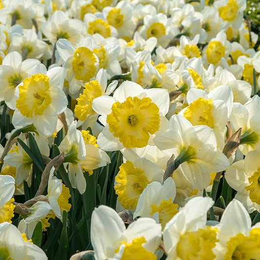 White Lion Daffodil Flowers- 10 Bulbs - Large Narcissus Blooms Crisp White Petals and Ruffled, Bi-Colored Yellow Centers - Spring Blooming Easy Growing Garden Perennials | Attracts Bees & Butterflies