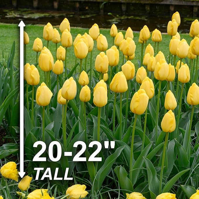 Garden State Bulb Darwin Hybrid Yellow Impression Tulip Flower Bulbs, 12/+ cm, Fall Planting (Bag of 100)