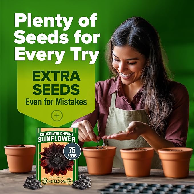 HOME GROWN Chocolate Cherry Sunflower Seeds – 75 Heirloom Seeds for Planting Burgundy Sunflowers – Tall Flower for Garden, Pollinators, Butterflies (Helianthus annuus)
