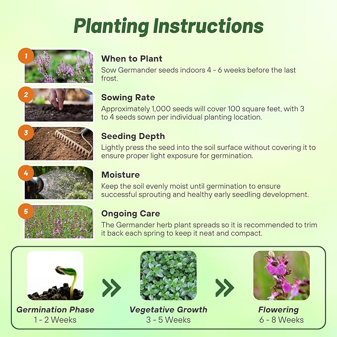 Outsidepride Germander Herb Seeds - 500 Pcs Perennial, 18-Inch Tall, Violet Blooms, Evergreen Ornamental Hedge for Herb Gardens, Attracts Bees & Butterflies, Minimal Watering Needs