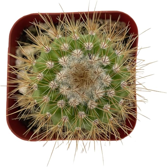 Sprout N Green Parodia Schumanniana, Live Cactus Plant Fully Rooted in 2" Pots with Soil Mix, Houseplant for Indoor Outdoor Home Office Decor