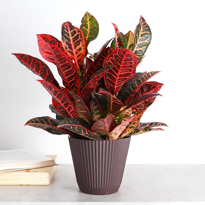 Thorsen's Greenhouse Live Petra Croton Plant, Codiaeum Variegatum, Colorful Foliage, Live Indoor Houselant (Chocolate, 6-inch Pot)