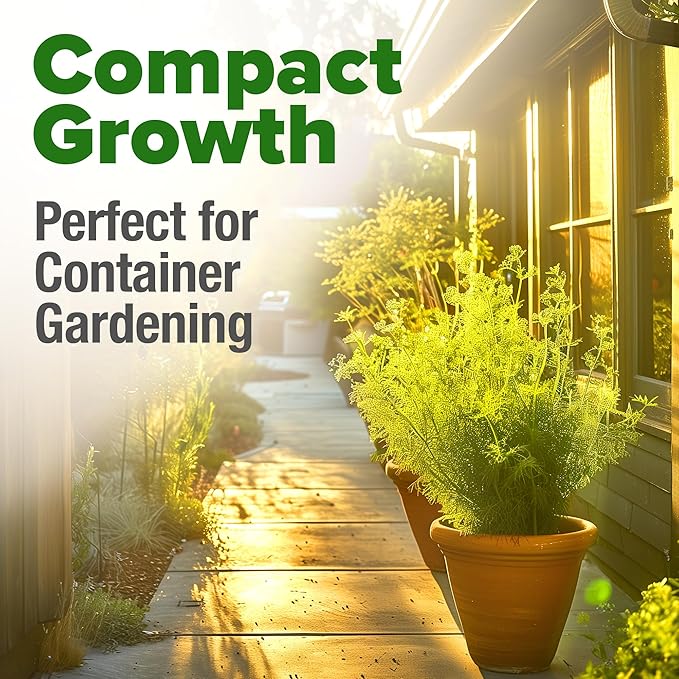 HOME GROWN Dill Seeds for Planting 1,014 Bouquet Dill Seeds and Heirloom Herb Seeds for Planting Outdoors, Grow Your Fragrant Dill Herb Garden (Anethum graveolens)