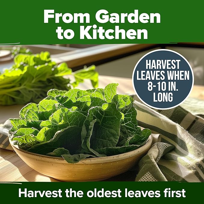 HOME GROWN Collard Green Seeds - 300 Seeds for Fall Planting - High Germination Heirloom Vegetable Seeds, Vates Collard Greens Seed Pack (Brassica oleracea)