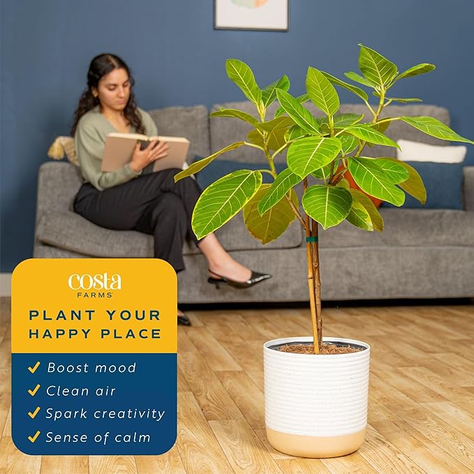 Costa Farms Ficus Audrey Tree Live Plant in Decorative Pot, Large Indoor Houseplant, Perfect for Home, Room, or Office Decor, Great House Warming or Birthday Gift, 2-3 Feet Tall