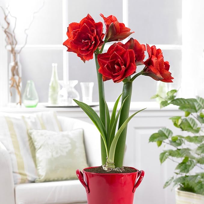 Garden State Bulb Red Double Amaryllis Bulb Gift Kit, 26/28cm (Red Planter)