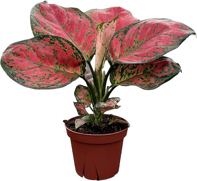 CoollectivePlants Aglaonema Red Valentine – Aglaonema Live Plant in 4″ Growers Pot - Chinese Evergreen Live Plant, Easy Live Indoor Plant with Bright Pink and Green Leaves