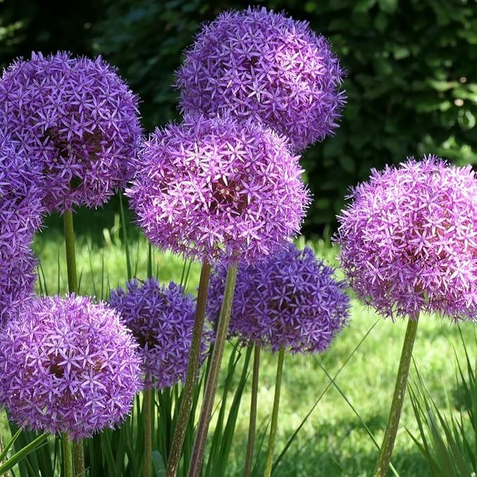 Allium ‘Purple Sensation’ Flowers – 3 Bulbs - Giant Globe-Shaped Purple Blooms | Sturdy 24–36″ Stems for Cutting & Borders | Deer & Rabbit Resistant Pollinator Favorite | Zones 3–8