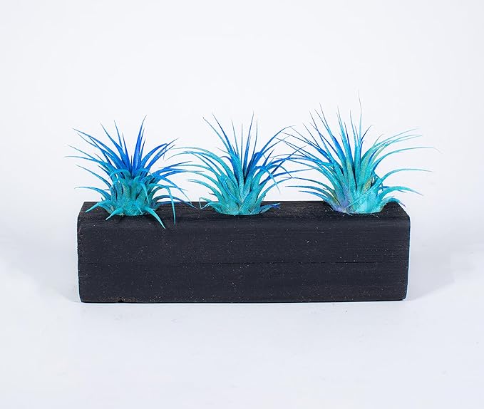 Air Plants 3 Pack - Tillandsia Ionantha - 3 Hole Planter - Organically Enhanced Color - Live Arrival Guaranteed - House Plants for Home Decor & Gift (3PK Blue Turq + Planter)