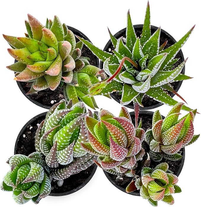 Succulent Plants (4 Pack), Live Succulents Fully Rooted in 2" Grower Pots, Unique Potted House Plant for DIY, Home Decor, Wedding Party Favor (Haworthia Varieties)