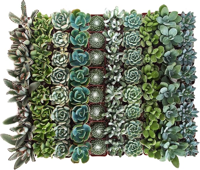 Shop Succulents Blue & Green Succulent Plant Pack Bulk Collection - Live Mini Succulent Plants, Low Maintenance, Mixture of Textures - Wedding and Party Favors, Gift & Garden, Pack of 64