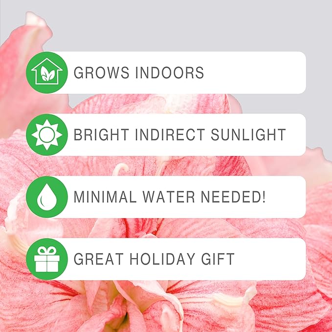 Amaryllis Flower Bulbs, 3 Bulbs, 1 Bulb Each Merry Christmas, Alfresco and Candy Floss Amaryllis, Easy to Grow Live Indoor Flower, Gift for Holidays, Housewarming, Office, and Room Decor