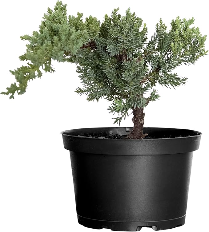 United Nursery Juniper Procumbens Nana Mini Bonsai – 6-Inch Grower Pot – 8–12” Tall – Dwarf Japanese Garden Juniper Tree – Easy-Care Evergreen Bonsai for Indoor or Outdoor Display