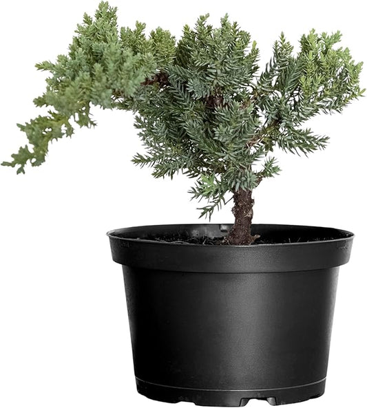 United Nursery Juniper Procumbens Nana Mini Bonsai – 6-Inch Grower Pot – 8–12” Tall – Dwarf Japanese Garden Juniper Tree – Easy-Care Evergreen Bonsai for Indoor or Outdoor Display