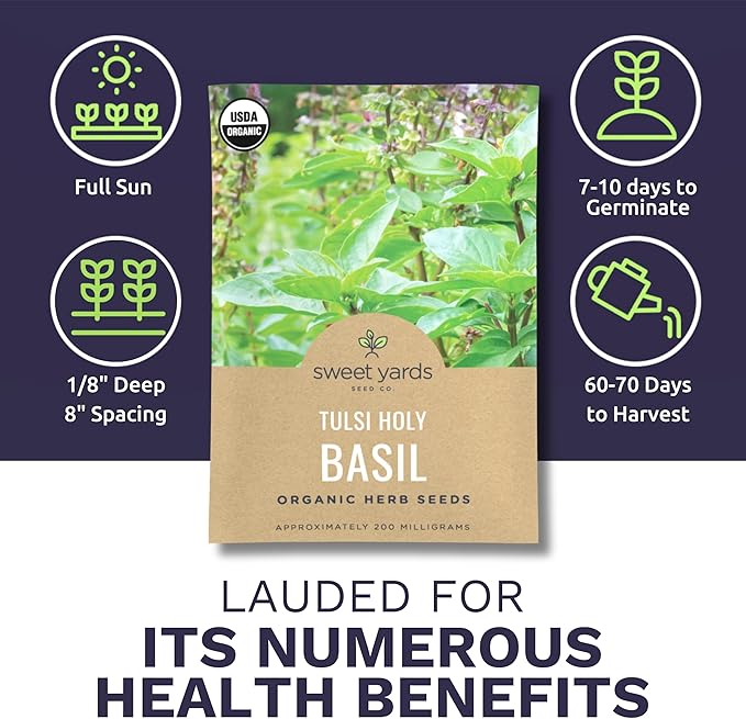Organic Holy Basil Seeds ‘Tulsi’ – Two Seed Packets! – Over 1,550 Open Pollinated Non-GMO Seeds – Sweet Yards Seed Co.
