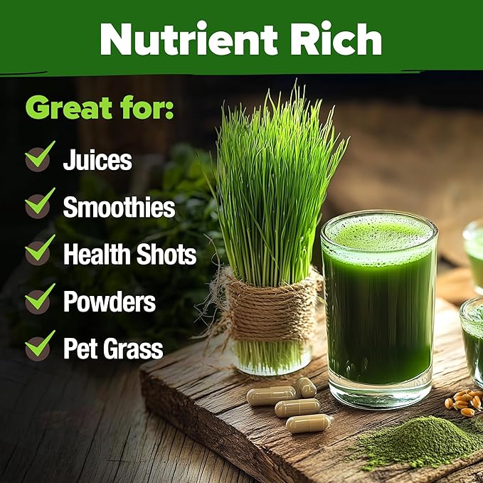 HOME GROWN 12,000+ Wheatgrass Seeds Bulk Pack(1.5 lb) Hard Red Winter Wheatgrass – Heirloom, Sprouting for Juicing, Microgreens, Smoothies & Indoor Gardening(Triticum aestivum)