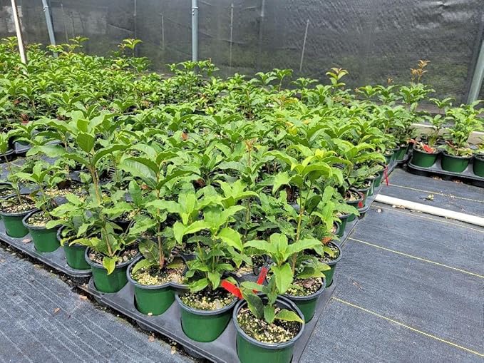 New Life Nursery & Garden / - Red Flowering Fragrant Tea Olive (osmanthus) / - Quart Pot