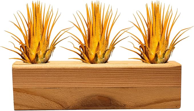 Air Plants 3 Pack - Tillandsia Ionantha - 3 Hole Planter - Organically Enhanced Color - Live Arrival Guaranteed - House Plants for Home Decor & Gift (3Pk + Black Planter) (3Pk Marigold + Tan 3 Hole)