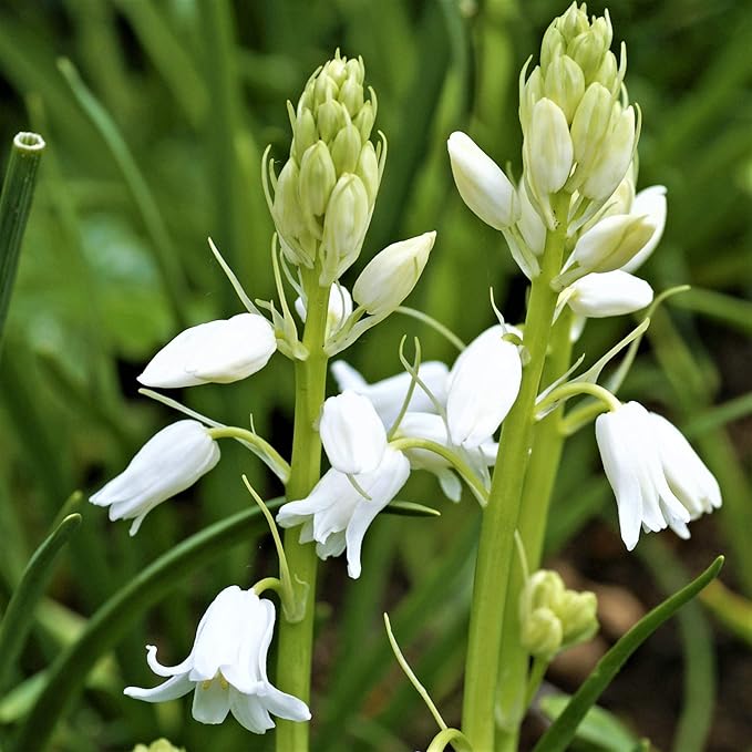 Easy to Grow Hyacinthiodes 'White' Plant Bulbs (10 Pack) - Fragrant White Flowering Blooms Spring Gardens