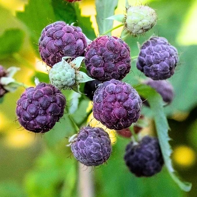 Set 2 Glencoe Thornless Raspberry Plants Live, Raspberry Trees Live Plants, Raspberry Seedlings, 5-9 Inc, Raspberry Fruits Trees