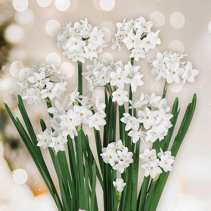 Garden State Bulb Ziva Paperwhite Flower Bulbs, 14/15cm, Holiday Blooms (Bag of 15)