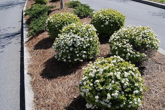 Viburnum Densa | 10 Live Quart Size Plants | Viburnum Obovatum 'Densa' | Compact Evergreen Shrub | Low-Maintenance Privacy Plants for Landscaping