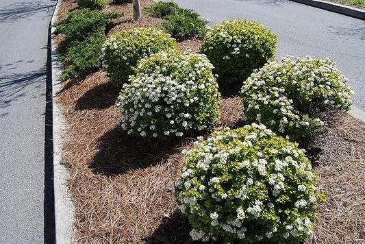 Viburnum Densa | 10 Live Quart Size Plants | Viburnum Obovatum 'Densa' | Compact Evergreen Shrub | Low-Maintenance Privacy Plants for Landscaping