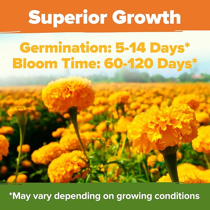 HOME GROWN Crackerjack Marigold Seeds 2.05oz - 15,000 Flower Seeds Planting Outdoor, Large Bulk Pack, Sourced, High Germination, Companion Planting, Orange (Tagetes erecta)