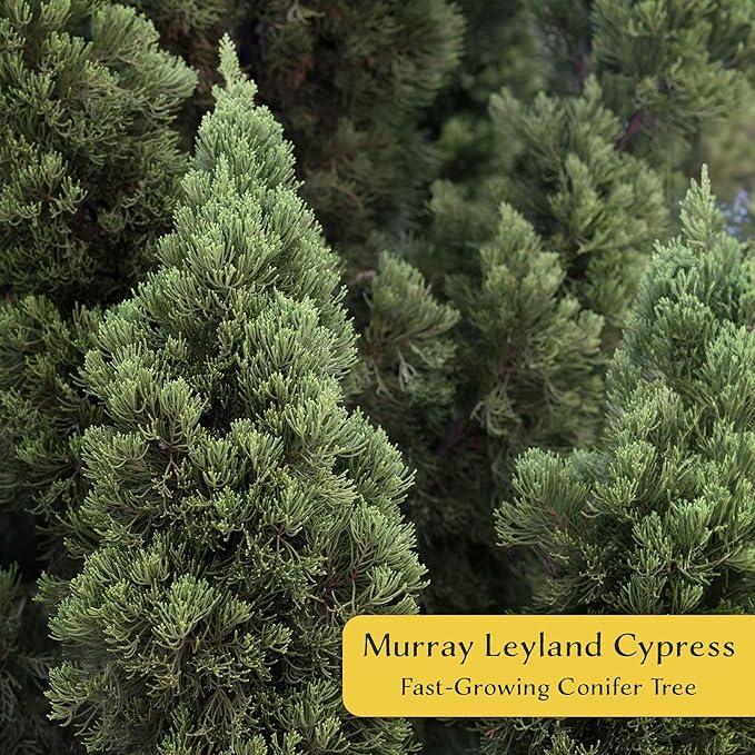 1 Murray Leyland Cypress in 3.5” Nursery Cubes (Cupressocyparis leylandii ‘Murrayii’) | Fast-Growing Evergreen Conifer Tree for Privacy Screens, Windbreaks & Borders | Ready-to-Plant