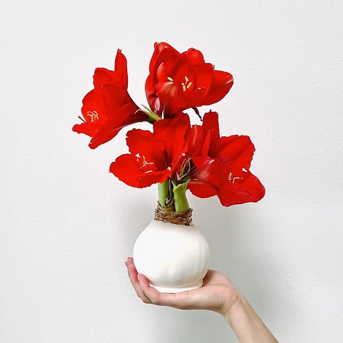 Waxed Amaryllis Bulb - White Wax Red Blooms, No Water Needed, Extra-Large Indoor Winter Flower, Thanksgiving & Christmas Holiday Gift