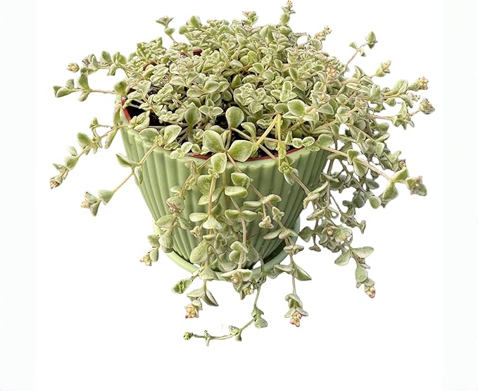 4" Sedum Little Missy Variegated with Green Stripe Pot, Live Trailing Succulent Rare House Plant for Home Office Wedding Hanging Decoration, DIY Projects, Party Favor