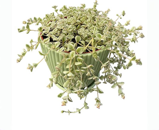 4" Sedum Little Missy Variegated with Green Stripe Pot, Live Trailing Succulent Rare House Plant for Home Office Wedding Hanging Decoration, DIY Projects, Party Favor