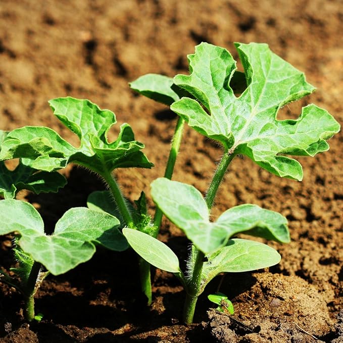 Seed Needs Watermelon Seeds for Planting Sugar Baby Watermelons - Non-GMO Heirloom & Untreated - Grow an Outdoor Home Grown Garden Filled with Sweet Fruits (1 Pack)