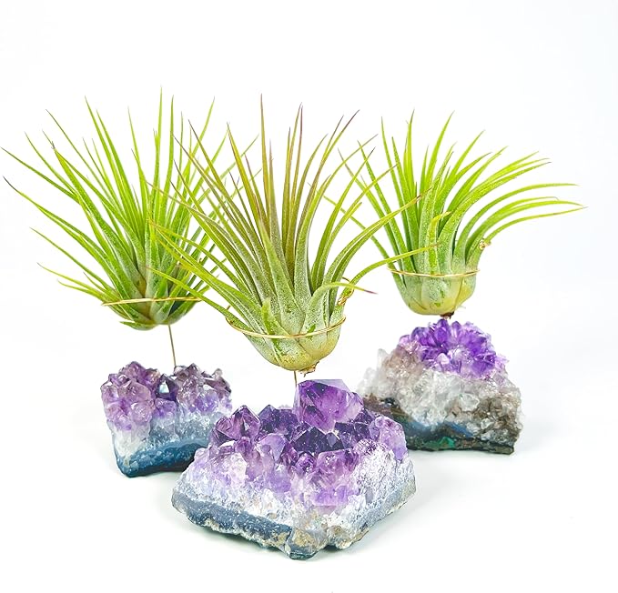 Set of 3 Mini Amethyst Crystal Air Plant Holders – Hand-Altered Natural Geode Clusters with Live Tillandsia, Ready-to-Gift Décor for Women, Birthdays, Christmas & Housewarming