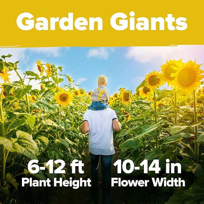 HOME GROWN Sunflower Seeds to Plant | 520+ Giant Mammoth Sunflower Seeds for Planting Bulk Packet | Heirloom, High Germination, Easy to Grow Jumbo Sun Flower for Home Garden(Helianthus annuus)