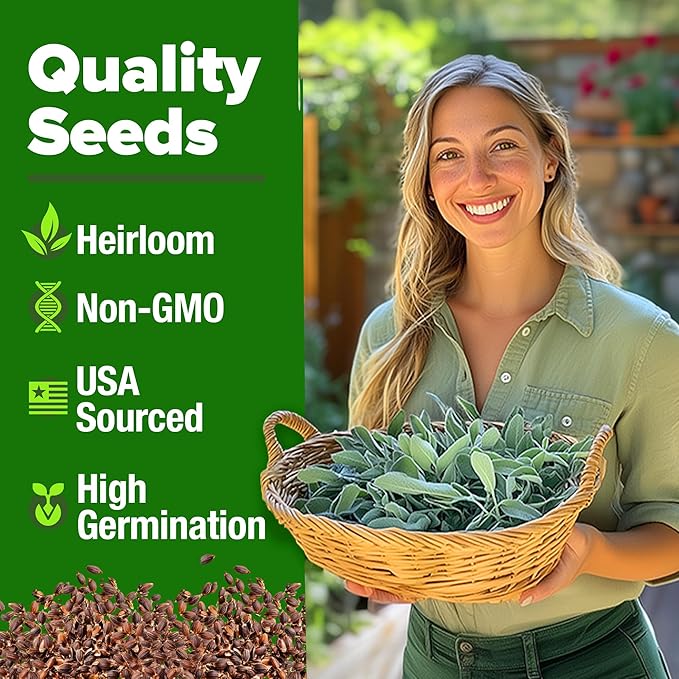 HOME GROWN White Sage Seeds 323 Pack Heirloom Seeds - Grow Aromatic Sage Plants for Your Herb Seeds Garden with Sage for Planting Outdoor or Indoor (Salvia apiana)