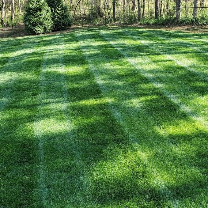 Outsidepride Midnight Kentucky Bluegrass Seed - 10 Lbs. Cold & Drought Tolerant, Sun-Loving Lawn Grass Seed, w/High Traffic Tolerance & Deep Root System, OptiGrowth Coated for Better Establishment