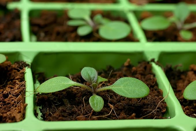 Coco Coir Brick, OMRI Listed for Organic Use (3)