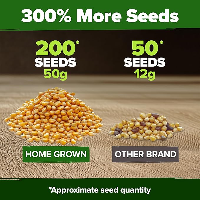 HOME GROWN Golden Bantam Corn 2 Pack – 200 Heirloom Vegetable Seeds – Grow Sweet Corn Outdoors – Easy for Beginners & Great for Home Gardeners –High Germination (Zea mays)