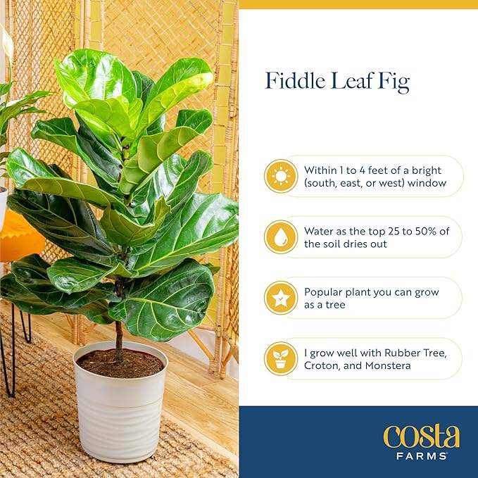 Costa Farms Fiddle Leaf Fig Tree Live Plant in Decorative Plant Pot, Large Indoor Houseplant, Perfect for Home, Room, or Office Decor, Great House Warming or Birthday Gift, 3-4 Feet Tall