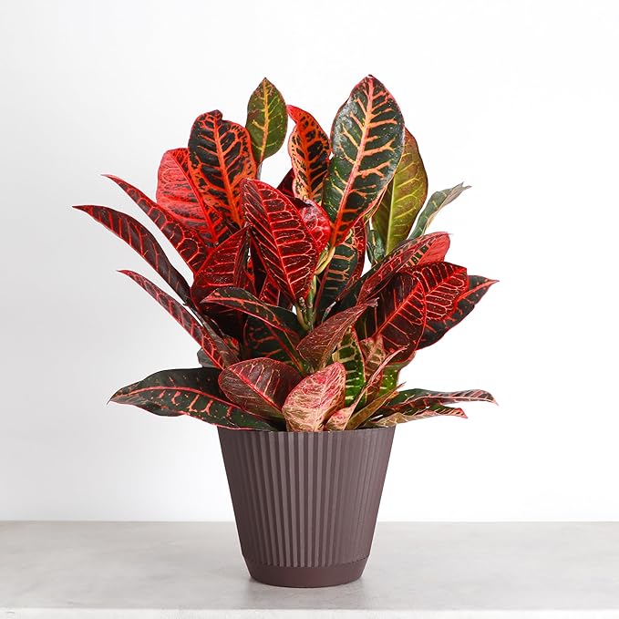 Thorsen's Greenhouse Live Petra Croton Plant, Codiaeum Variegatum, Colorful Foliage, Live Indoor Houselant (Chocolate, 6-inch Pot)