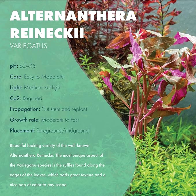 SubstrateSource Live Aquarium Stem Plants - Freshwater Aquatic Plant for Fish Tanks, Aquascaping - (Ammania Senegalensis, 1 Bunch)
