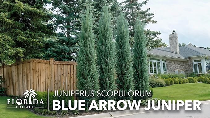 Blue Arrow Juniper | 3 Large Gallon Size Plants | Juniperus Scopulorum | Fast Growing Privacy Screen, Outdoor Evergreen Shrub, Narrow Columnar Shape, Low Maintenance Landscape, Drought Tolerant